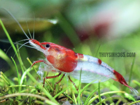 Tép Rili đỏ tên tiếng anh là Red Rili Shrimp